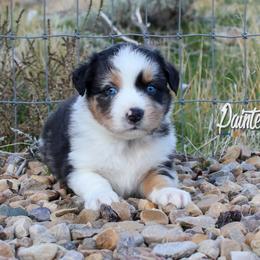 Australian Shepherd, Miniature American Shepherd, and Miniature Australian Shepherd Puppies from Painted Blue Aussies