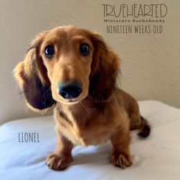 Guardianship Home Only (NY, NJ or CT) - Red male Dachshund puppy in Mohegan Lake, New York from Truehearted Miniature Dachshunds