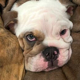 Charm - Bulldog puppy from Chrinchen Kennel