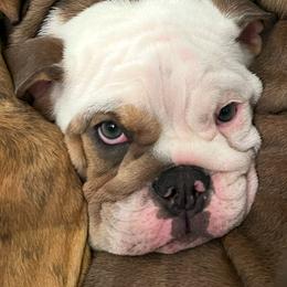 Charm - Bulldog puppy from Chrinchen Kennel