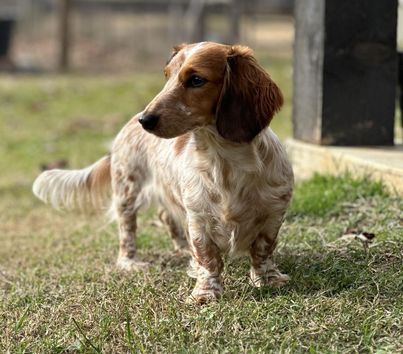 red and white piebald longhaired dachshund stands in the grass looking out into the distance.