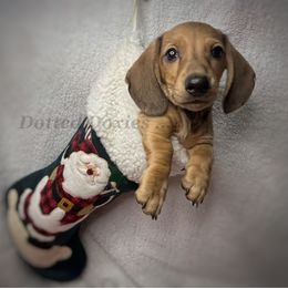 Pugsley - Cream male Dachshund puppy in Havana, Florida from Dotted Doxies