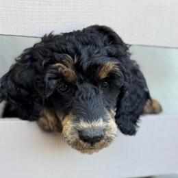 Duchess - Phantom female Poodle puppy in Arroyo Grande, California from Central Coast Poodle Paws