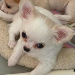 Sandee - Cream and white female Chihuahua puppy in Amarillo, Texas from Barbara JAN Lukenbill