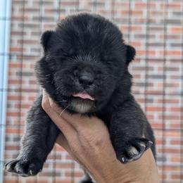 Saki's Girl - Black female Akita puppy in South Carolina from Sierra Mountain Akitas