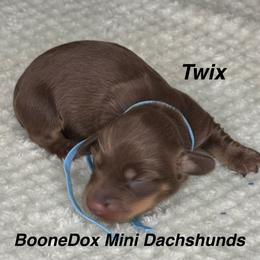 Twix - Chocolate and cream female Dachshund puppy in Lexington, Oklahoma from BooneDox Miniature Dachshunds