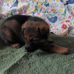 Brown - Sable male German Shepherd puppy in Motley, Minnesota from Von Thomson Haus