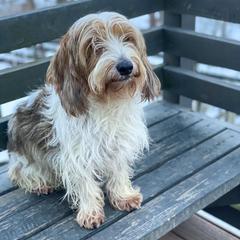 Petit Basset Griffon Vendeens from Clancy Petit Basset Griffon Vendeens