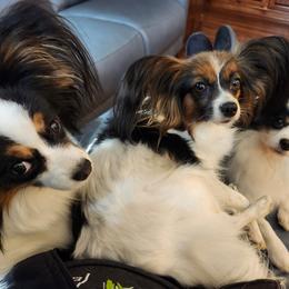 Papillon All Grown Up from Lakeview Papillons