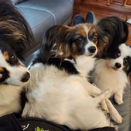 Papillon All Grown Up from Lakeview Papillons