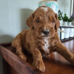 Girl 2 - Red  female Goldendoodle puppy in Annandale, New Jersey from KN Mini Goldendoodles