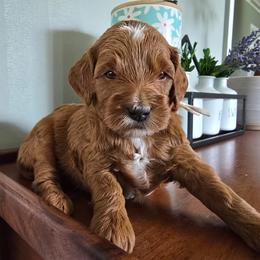 Girl 2 - Red  female Goldendoodle puppy in Annandale, New Jersey from KN Mini Goldendoodles