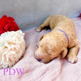 Purple Collar Girl - Apricot female Goldendoodle puppy in Conway, South Carolina from Poodle Doodle World