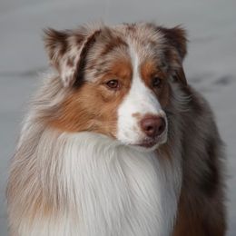 Australian Shepherd Puppies from Cu2 Aussies