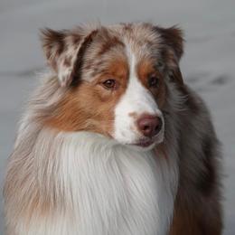 Australian Shepherd Puppies from Cu2 Aussies