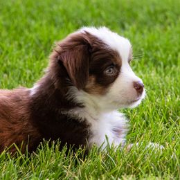 Miniature American Shepherd and Miniature Australian Shepherd Puppies from Bellewynd Acres