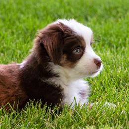 Miniature American Shepherd and Miniature Australian Shepherd Puppies from Bellewynd Acres