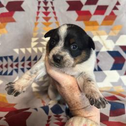 Sky - Blue speckled female Australian Cattle Dog puppy in Cottage Grove, Oregon from Heirloom Ranch