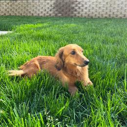 Lemon - Red female Dachshund puppy in Sacramento, California from Ella's Mini Long Haired Dachshunds