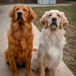 Golden Retriever puppies from Scottie's Goldens