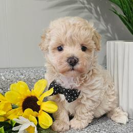 Leo - Cream male Maltipoo puppy in Utica, Ohio from Poodle Me Crazy
