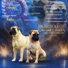 Bullmastiff Puppies from Olga Contant