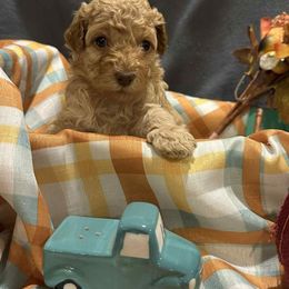 Betty - Golden female Cockapoo puppy in Mena, Arkansas from Ouachita River Cockapoos