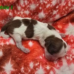 Liver and White Boy - Liver and white male Shih Tzu puppy in Tenino, Washington from Dolled Up Pup