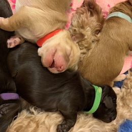 Australian Labradoodle Puppies from Charlotte Labradoodles