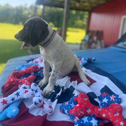 Boy 3 - Liver and white male German Shorthaired Pointer puppy in Ozark, Alabama from Judy Creek GSP's