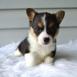 Clementine - Female - Black and tan female American Corgi puppy in Pendleton, Indiana from Wildlings & Wild Things Homestead