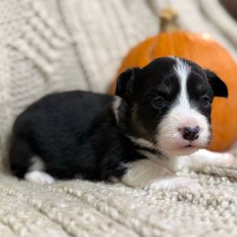 Full Fluffy- Vanny - Black and tan female Pembroke Welsh Corgi puppy in Paradise, Texas from Bar S Corgis