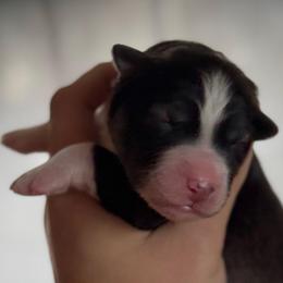 Thorn - Agouti and white male Siberian Husky puppy in Florence, Kentucky from Moonlight Howl Huskies