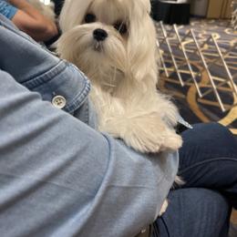 Maltese Puppies from Regal Maltese