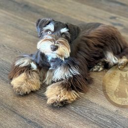 Kalua (LuLu) - Miniature Schnauzer