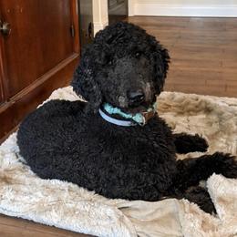 Moonie     Formerly Moonstone - Blue female Poodle puppy in Mesa, Arizona from New Beginnings Standard Poodles