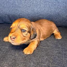 Skye- Shaded red dapple girl - Red female Dachshund puppy in North Auburn, California from Northern Doxie