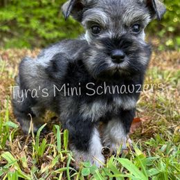 Girl 1 - Salt and pepper female Miniature Schnauzer puppy in Kentucky from Tyra's Mini Schnauzers