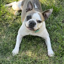 Boston Terrier puppies from Sugar Baby Bostons