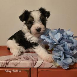 Boy Green - Parti male Yorkshire Terrier puppy in Goose Creek, South Carolina from Tiny Paws Dachshunds, Yorkies & Dorkies