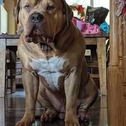 American Bullies from Tri Force Bullies
