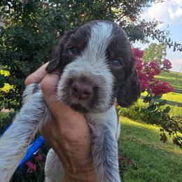 Austin - Liver white and tan male English Springer Spaniel puppy in Hephzibah, Georgia from Sidel's Springers