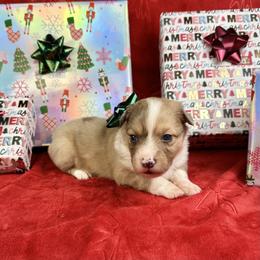 Frosty- Fluffy coat - Sable merle and white male American Corgi puppy in Waskom, Texas from Piney Woods Corgis