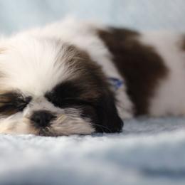Mister Captain - Tricolor male Shih Tzu puppy in Cartersville, Georgia from Autumn Breeze Shih Tzus and Friends