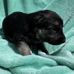 Jaeger - Black and tan male German Shepherd puppy in Perkasie, Pennsylvania from Twila Ruth Herot