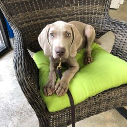 Rhodesian Ridgeback and Weimaraner Puppies from PC Farms
