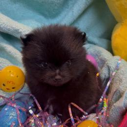 Dolly ( Parton ) - Black female Pomeranian puppy in Jackson, New Jersey from Peapod Pomeranians