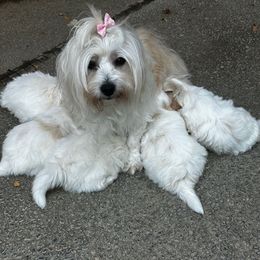 Puppy 1 - White male Coton de Tulear puppy in Fresno, California from Helmvine Cotons, Helmvinecotons.net
