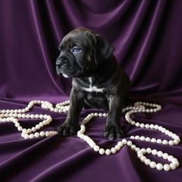 Girl 2 - Black brindle female Cane Corso puppy in Haslet, Texas from Trained To Go Corso Kennels (T.T.G. Corso Kennels)