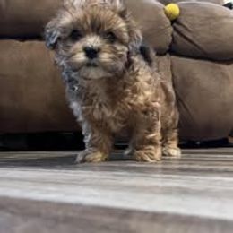 Assorted Doodle Crosses, Aussiedoodle, Australian Shepherd, Long Haired Weimaraner, Shihpoo, and Shih Tzu Puppies from Rockiń N Kennel